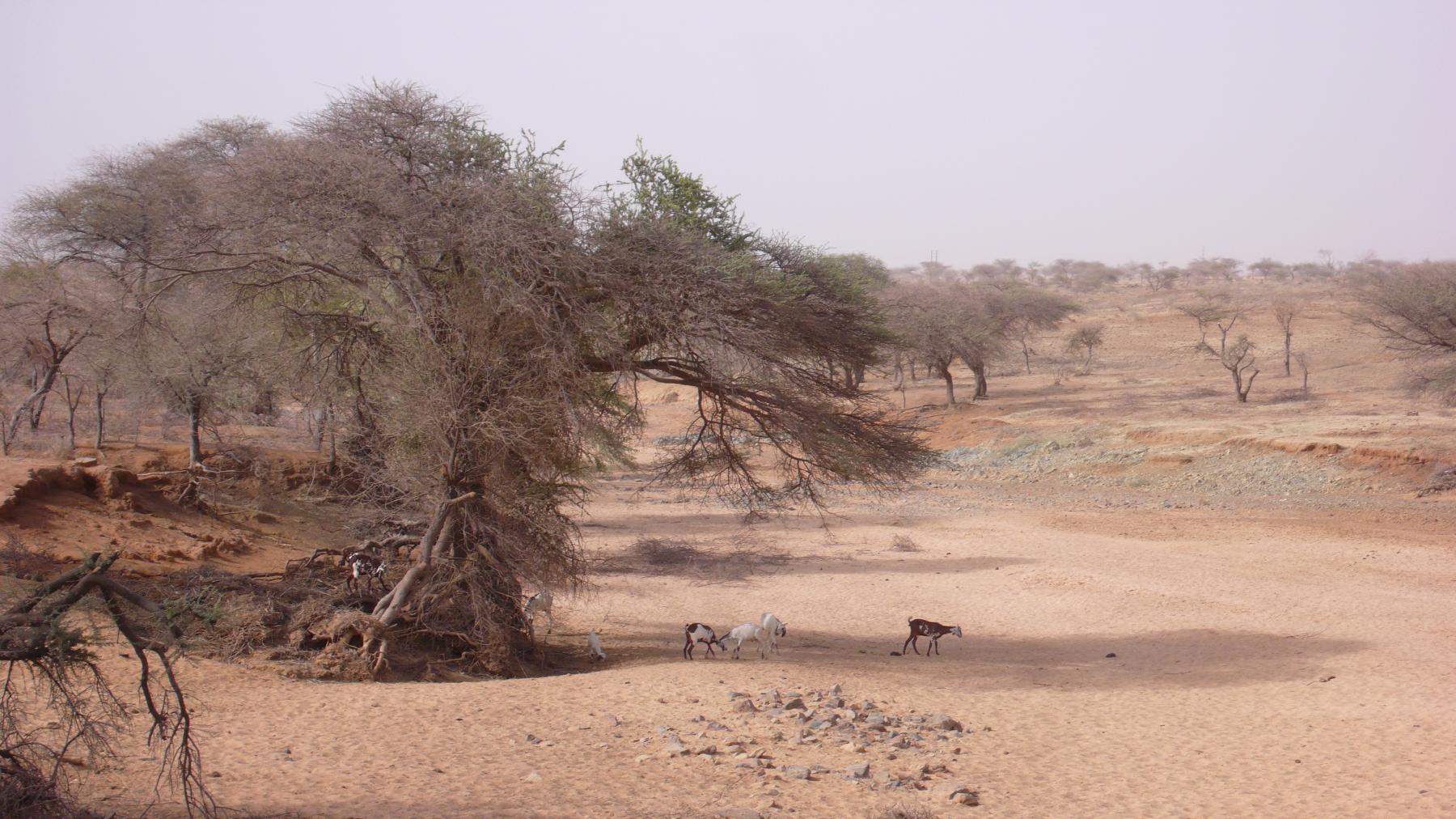 Au Niger, sur la route vers Tera