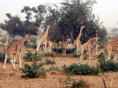Girafes à Kouré